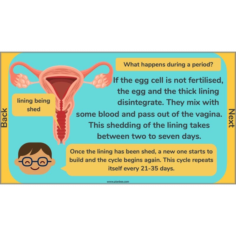 PlanBee Human Life Cycle KS2 lessons | Year 5 Science by PlanBee
