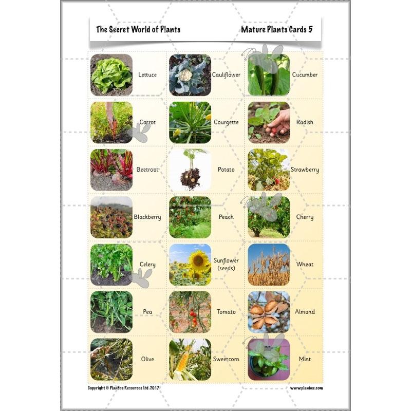 PlanBee Secret World of Plants - KS1 Science Scheme of Work: Year 2
