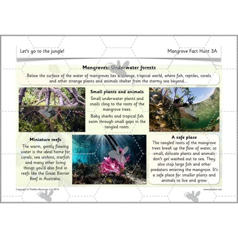 PlanBee Let's go to the Jungle Geography lessons for KS1