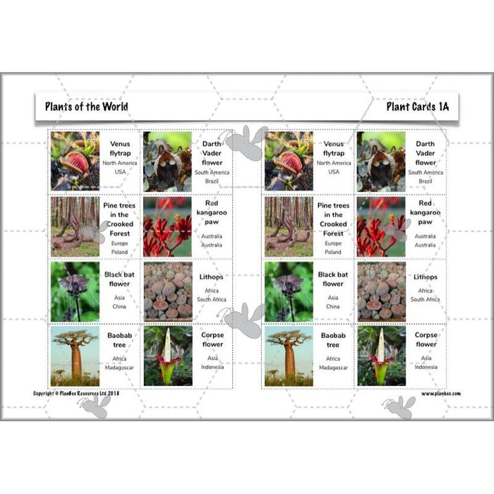 PlanBee Plants of the World: Plants KS2 Geography lessons by PlanBee