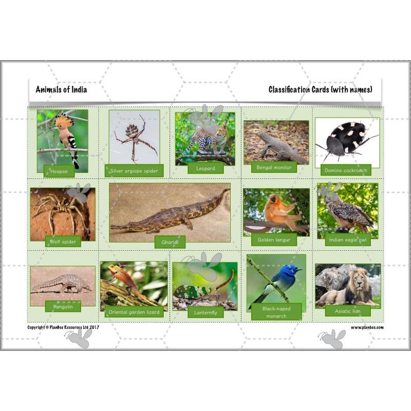 PlanBee Animals of India complete Science scheme of work for KS2