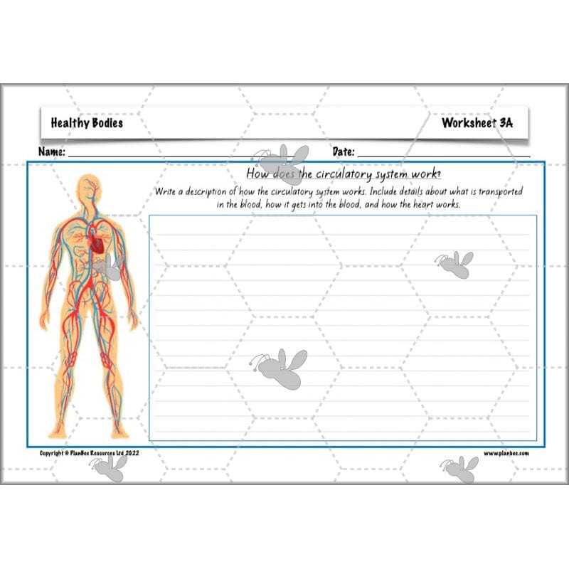 PlanBee Healthy Bodies Animals including Humans Year 6 Planning