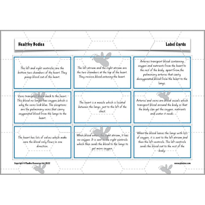 PlanBee Healthy Bodies Animals including Humans Year 6 Planning