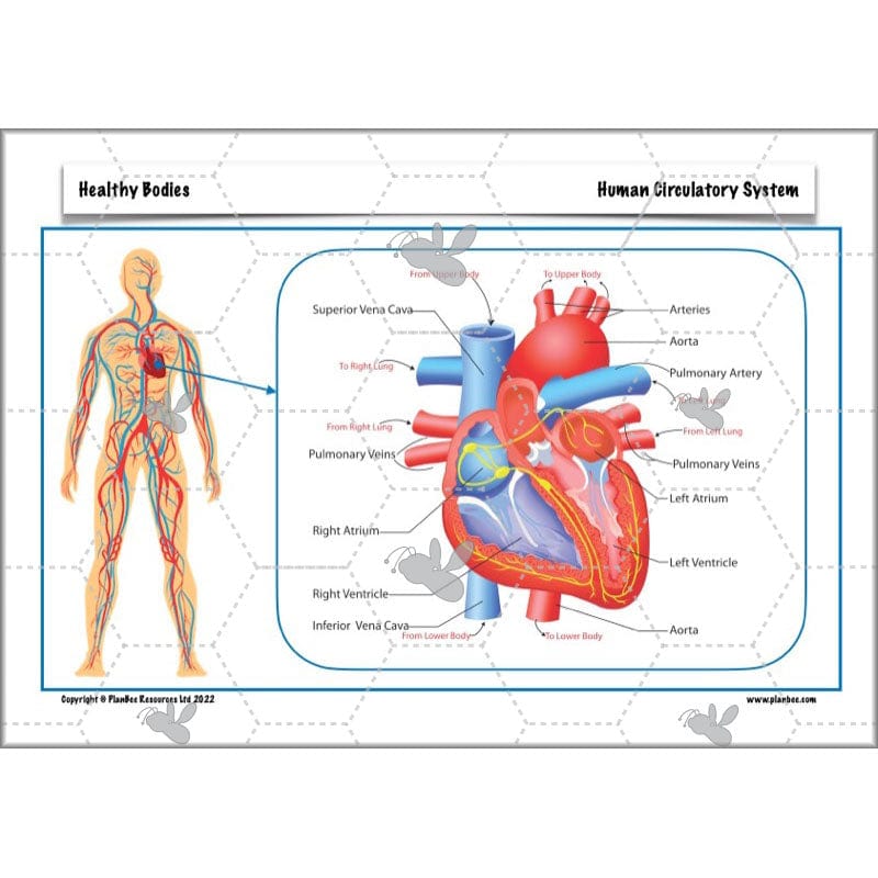 PlanBee Healthy Bodies Animals including Humans Year 6 Planning