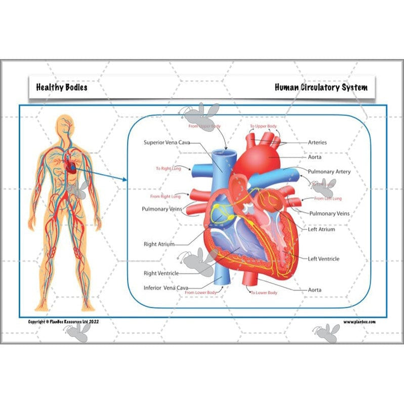 Healthy Bodies Year 6 Animals including Humans by PlanBee