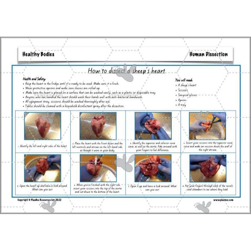 PlanBee Healthy Bodies Animals including Humans Year 6 Planning
