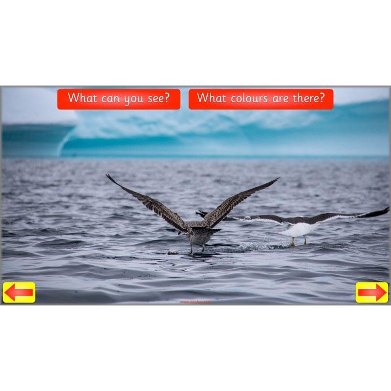 PlanBee Animal Art lessons and planning for KS1 created by PlanBee