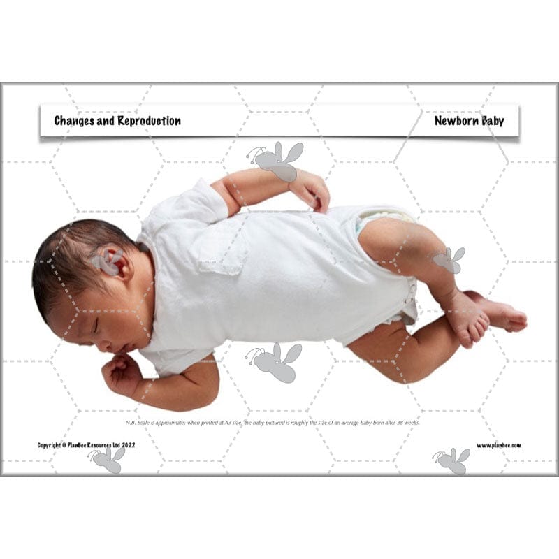 PlanBee Human Life Cycle KS2 lessons | Year 5 Science by PlanBee