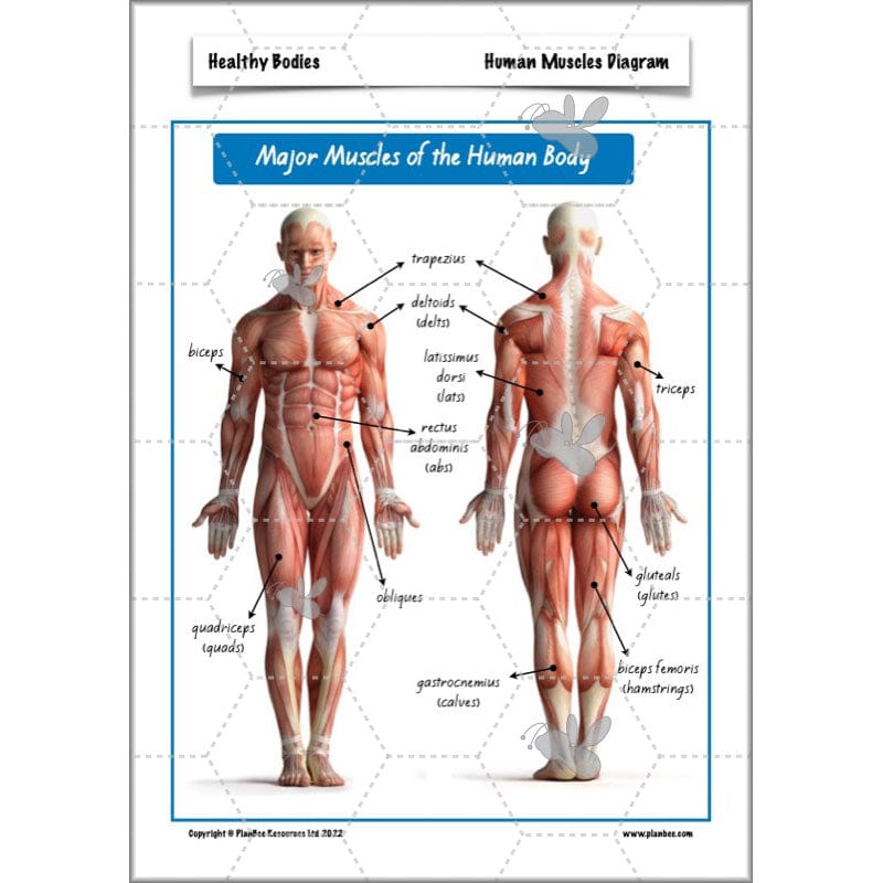 PlanBee Healthy Bodies Animals including Humans Year 6 Planning