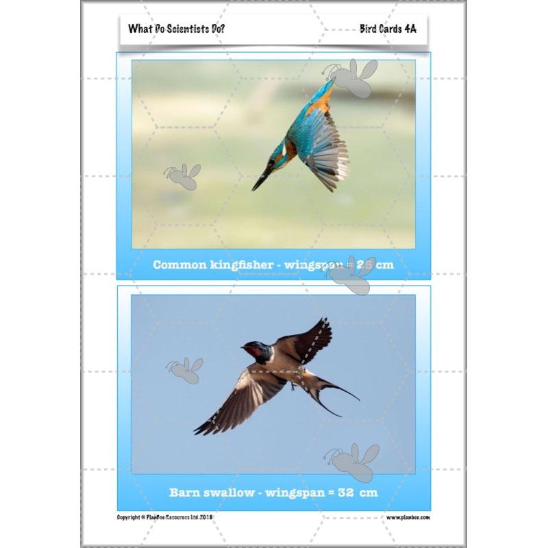 Scientific Enquiry KS2 Lessons - What Do Scientists Do?