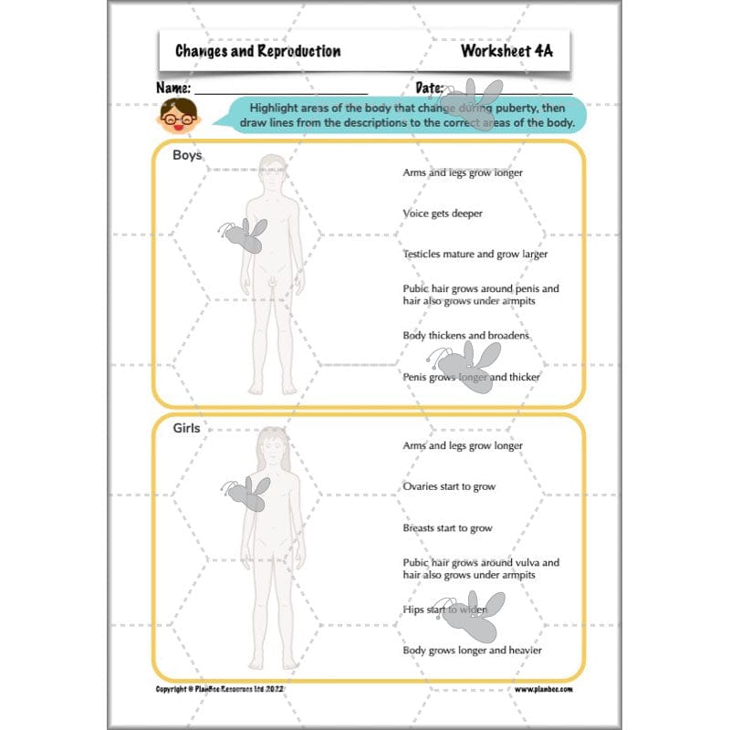 PlanBee Human Life Cycle KS2 lessons | Year 5 Science by PlanBee