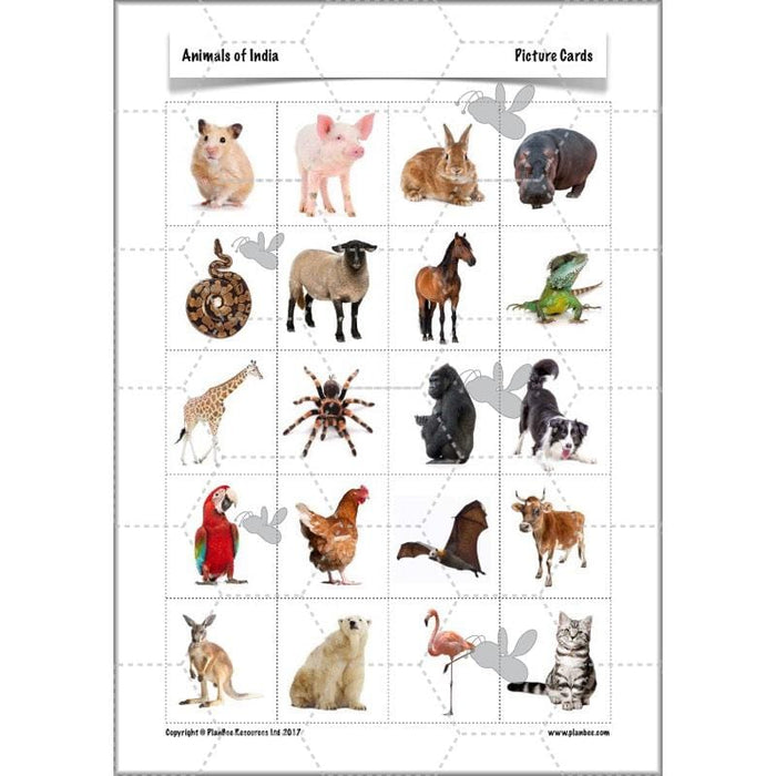 PlanBee Animals of India complete Science scheme of work for KS2