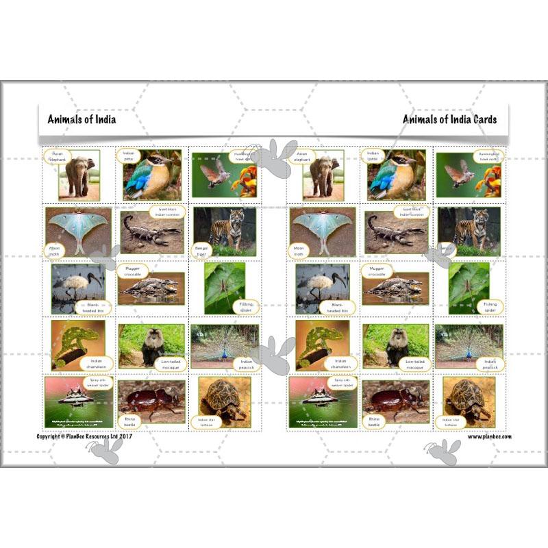 PlanBee Animals of India complete Science scheme of work for KS2