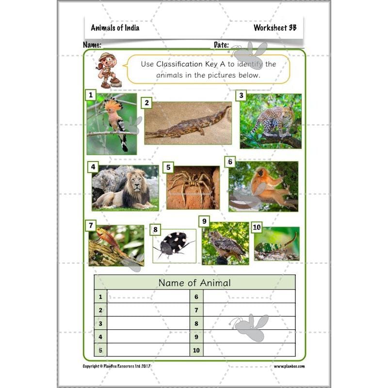 PlanBee Animals of India complete Science scheme of work for KS2