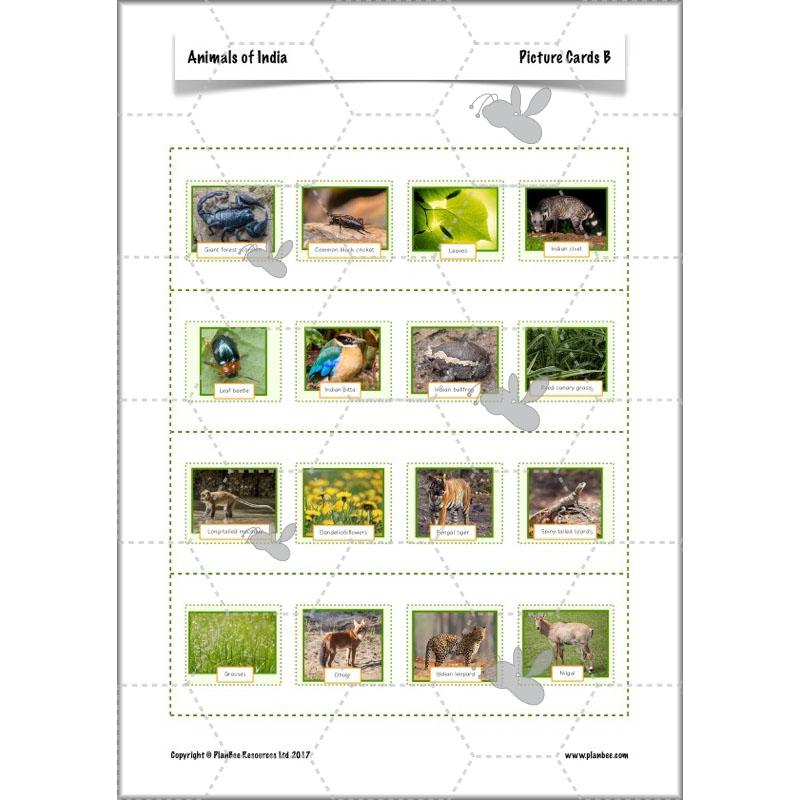 PlanBee Animals of India complete Science scheme of work for KS2