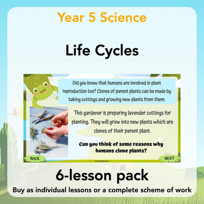 PlanBee Living Things and Habitats Life Cycles KS2 Science PlanBee