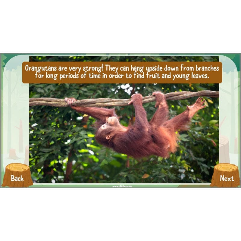 PlanBee Save the Orangutan KS2 Geography Planning Pack | PlanBee