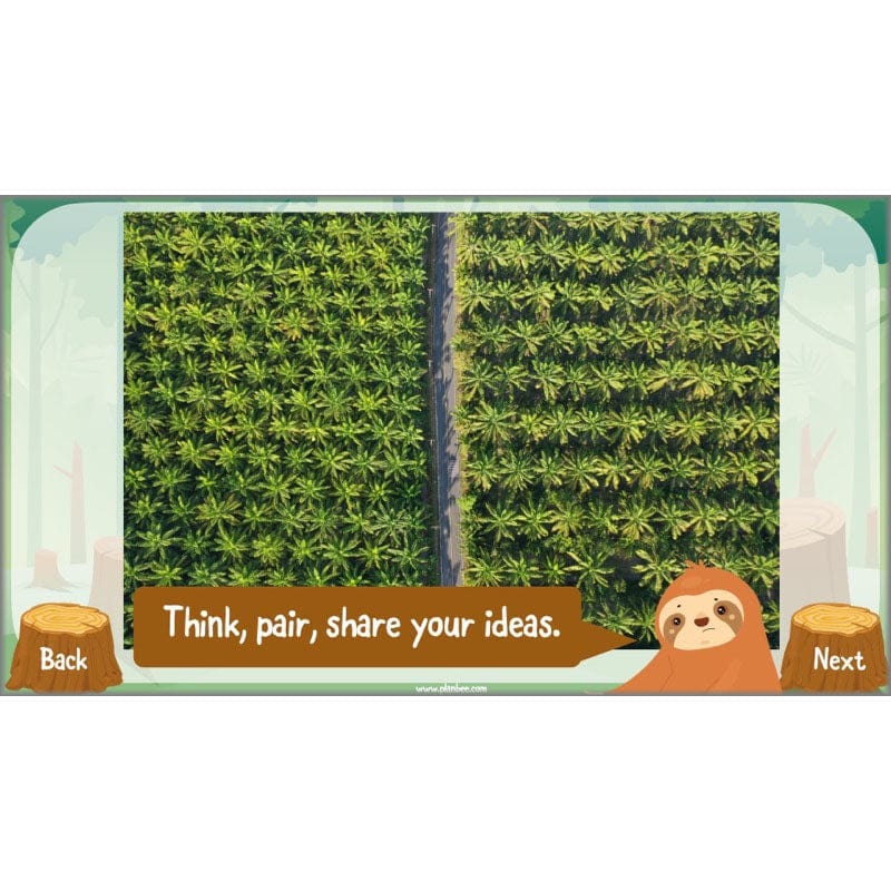 PlanBee Save the Orangutan KS2 Geography Planning Pack | PlanBee