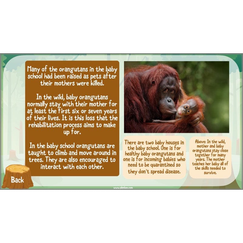 PlanBee Save the Orangutan KS2 Geography Planning Pack | PlanBee