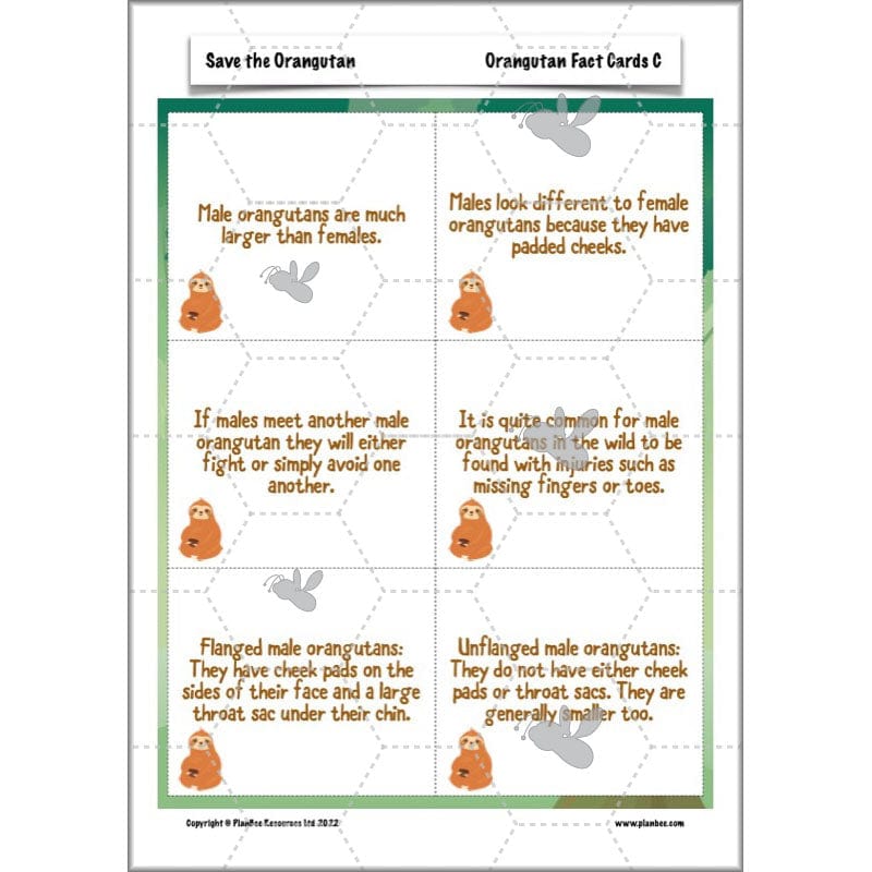 PlanBee Save the Orangutan KS2 Geography Planning Pack | PlanBee