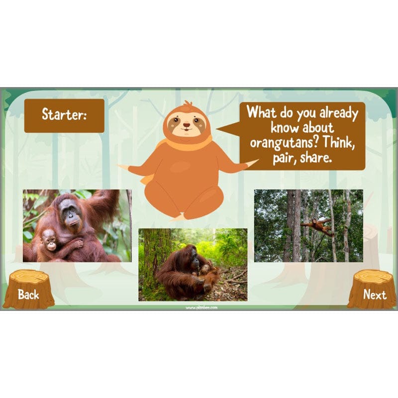 PlanBee Save the Orangutan KS2 Geography Planning Pack | PlanBee