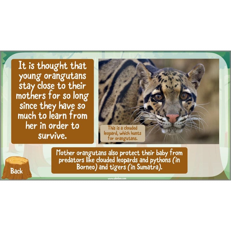 PlanBee Save the Orangutan KS2 Geography Planning Pack | PlanBee