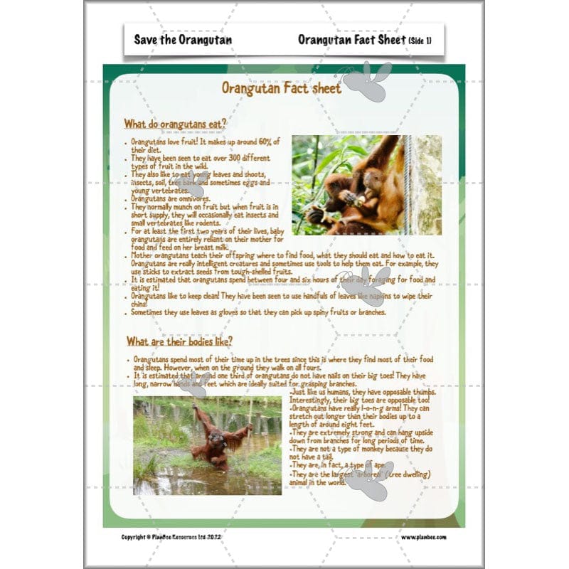 PlanBee Save the Orangutan KS2 Geography Planning Pack | PlanBee