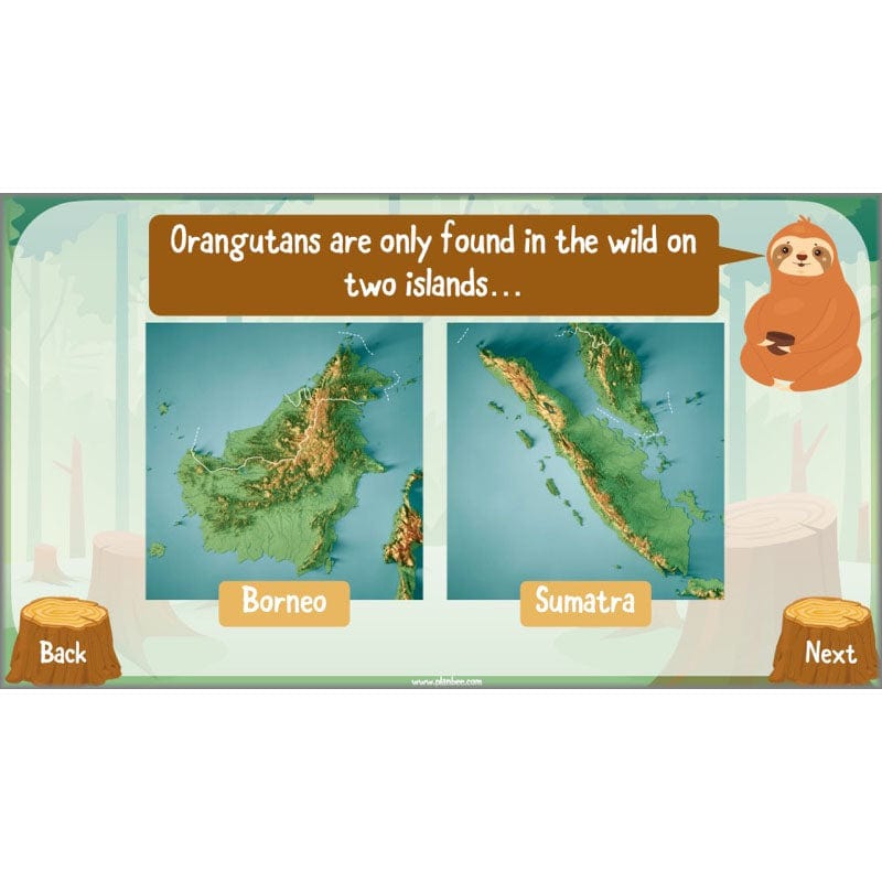 PlanBee Save the Orangutan KS2 Geography Planning Pack | PlanBee