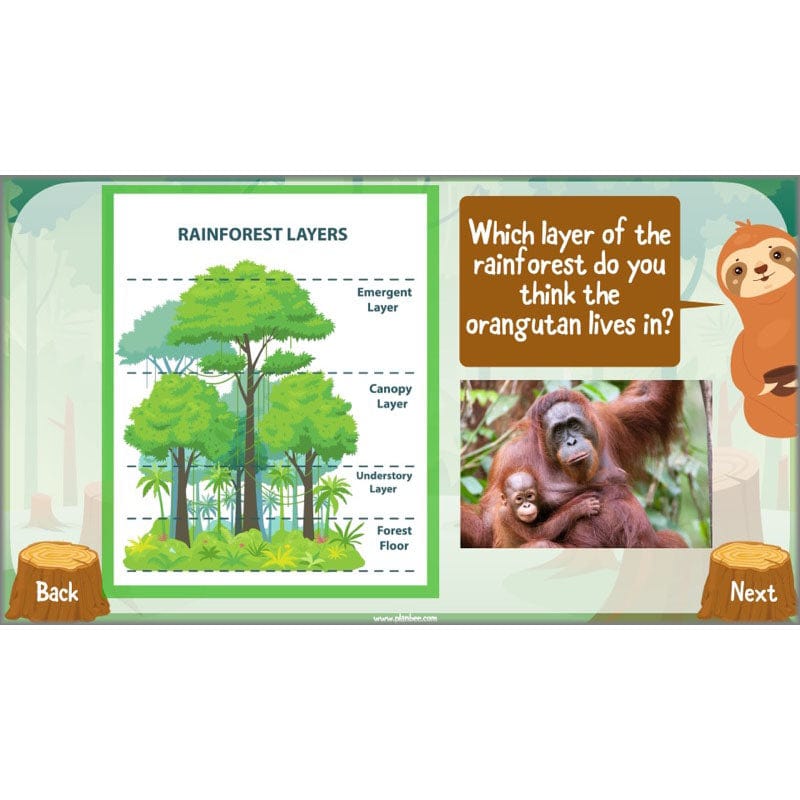 PlanBee Save the Orangutan KS2 Geography Planning Pack | PlanBee