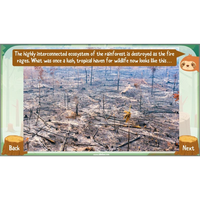 PlanBee Save the Orangutan KS2 Geography Planning Pack | PlanBee