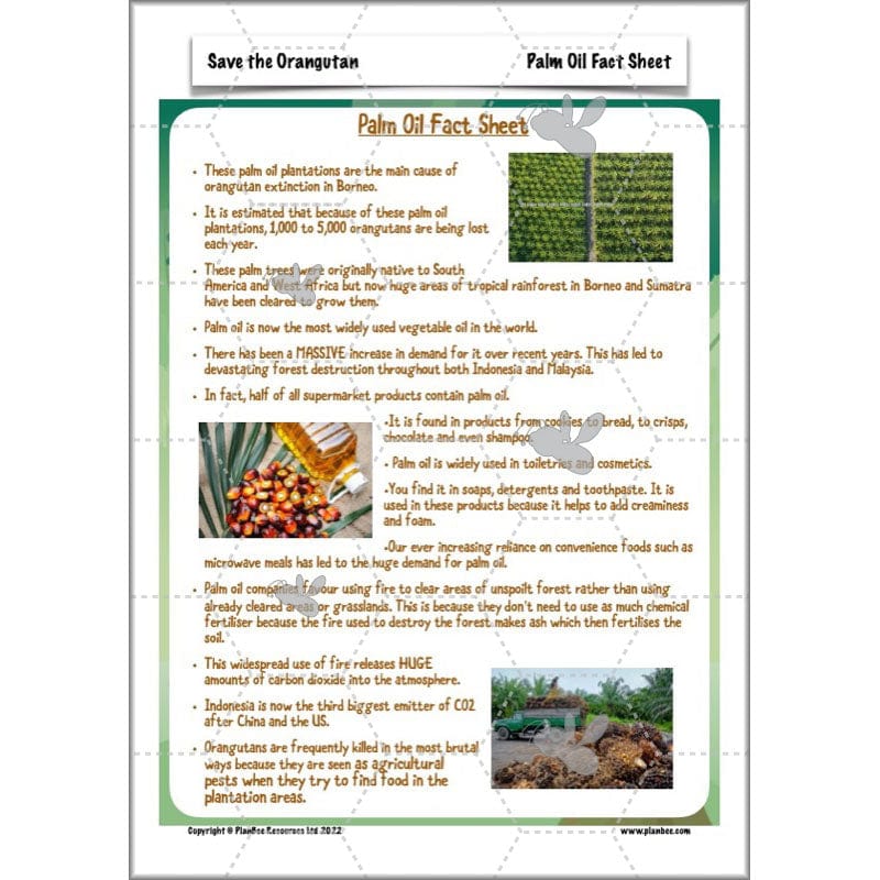 PlanBee Save the Orangutan KS2 Geography Planning Pack | PlanBee