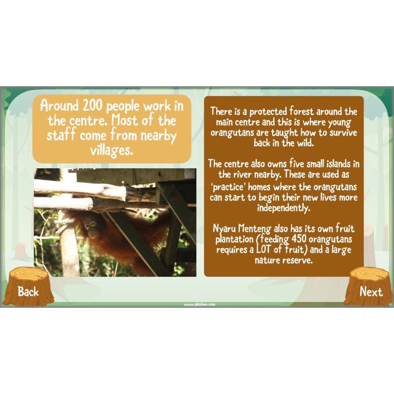 PlanBee Save the Orangutan KS2 Geography Planning Pack | PlanBee