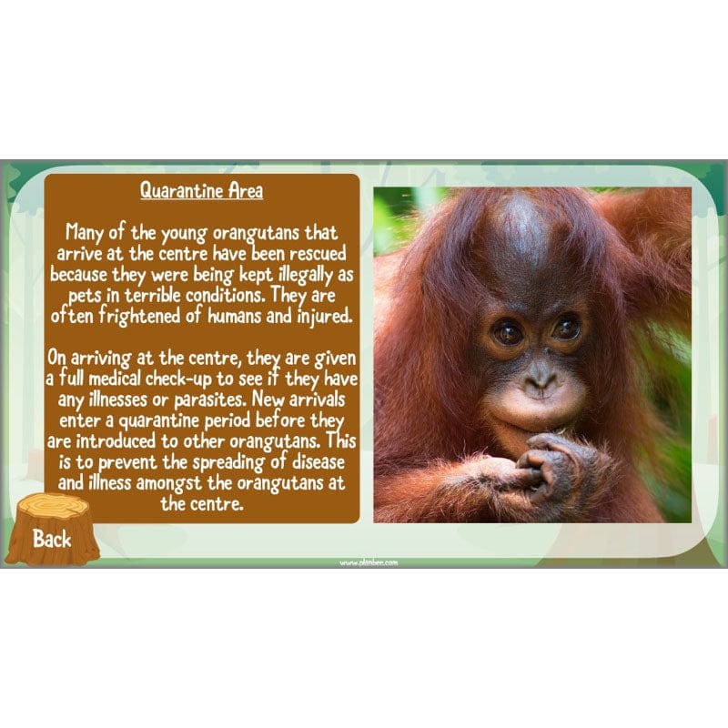 PlanBee Save the Orangutan KS2 Geography Planning Pack | PlanBee