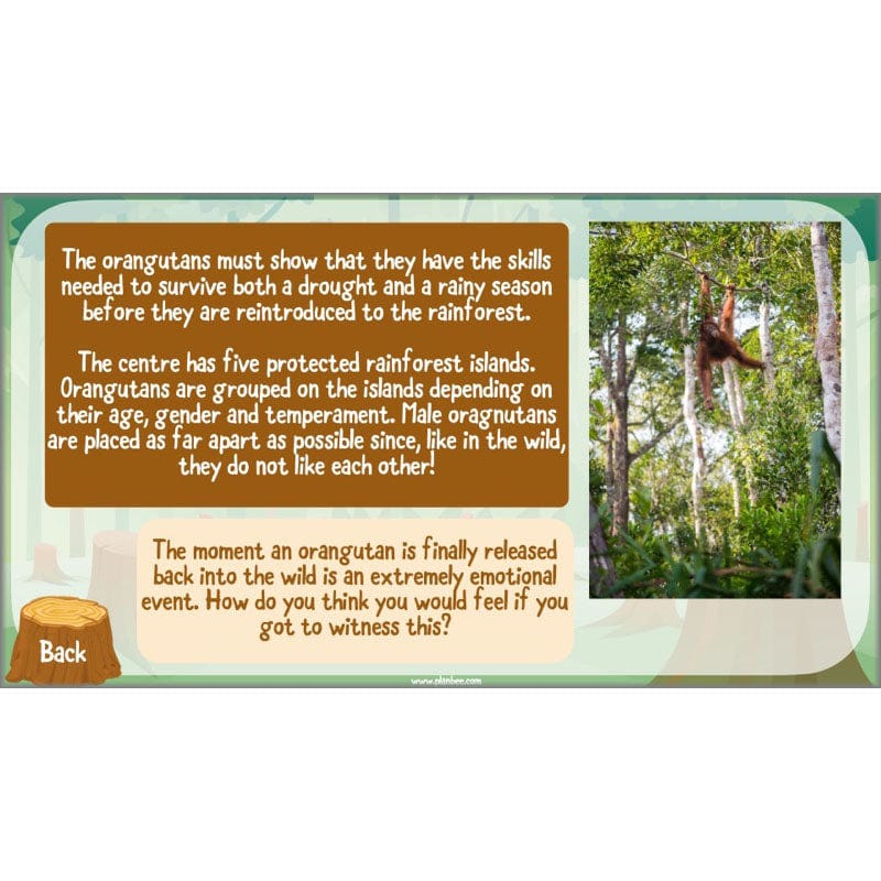 PlanBee Save the Orangutan KS2 Geography Planning Pack | PlanBee