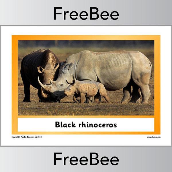 PlanBee African Animals KS1 Display Posters