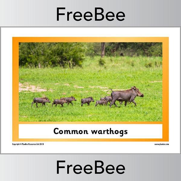 PlanBee African Animals KS1 Display Posters