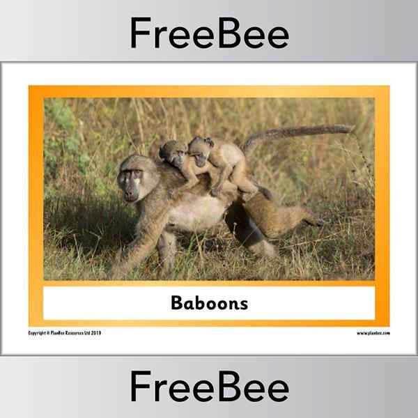 PlanBee African Animals KS1 Display Posters