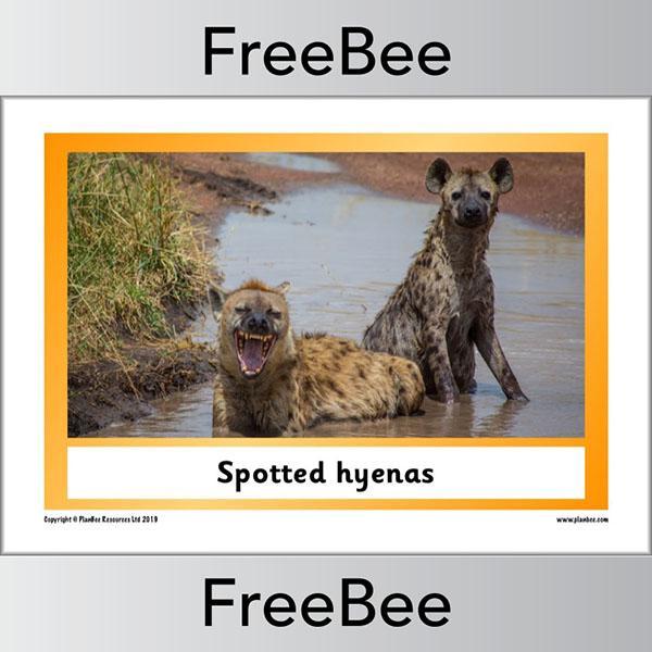 PlanBee African Animals KS1 Display Posters