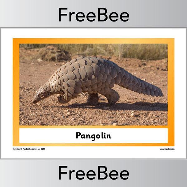 PlanBee African Animals KS1 Display Posters