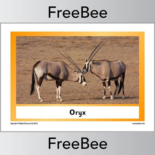 PlanBee African Animals KS1 Display Posters