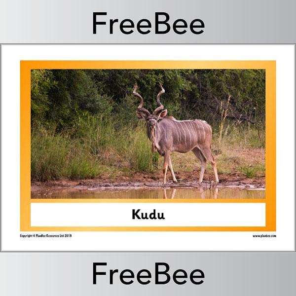 PlanBee African Animals KS1 Display Posters