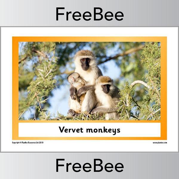 PlanBee African Animals KS1 Display Posters