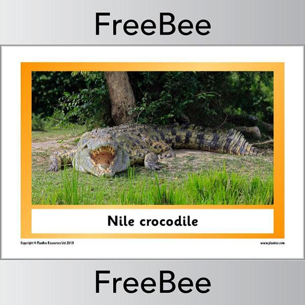 PlanBee African Animals KS1 Display Posters