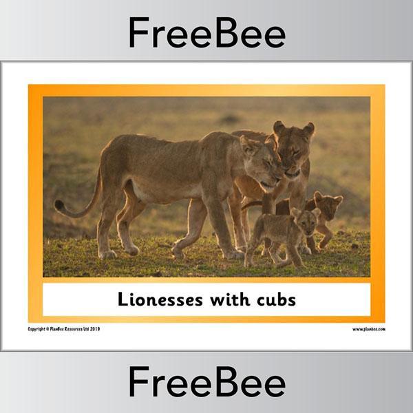 PlanBee African Animals KS1 Display Posters