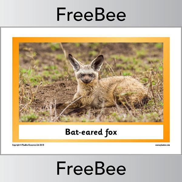 PlanBee African Animals KS1 Display Posters