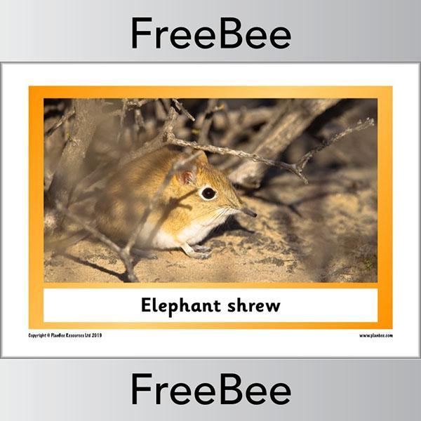 PlanBee African Animals KS1 Display Posters