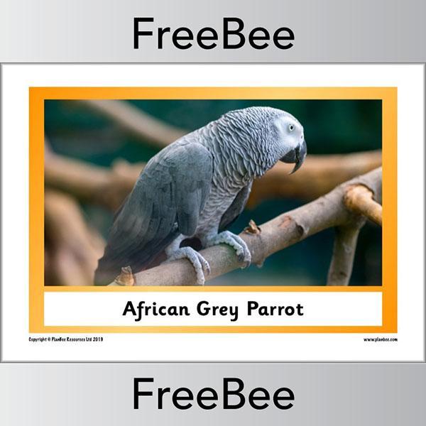 PlanBee African Animals KS1 Display Posters