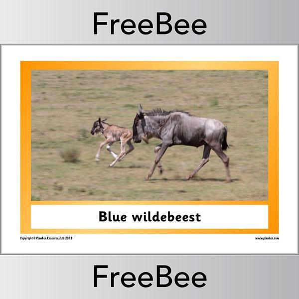 PlanBee African Animals KS1 Display Posters