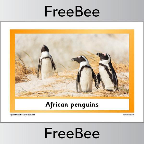 PlanBee African Animals KS1 Display Posters