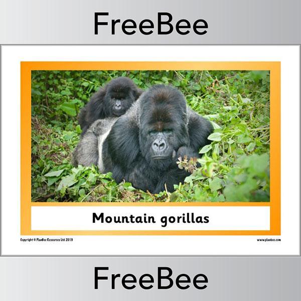 PlanBee African Animals KS1 Display Posters